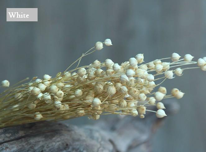 A Bunch Dried Acacia Beans, Natural Dried Flower Arrangements