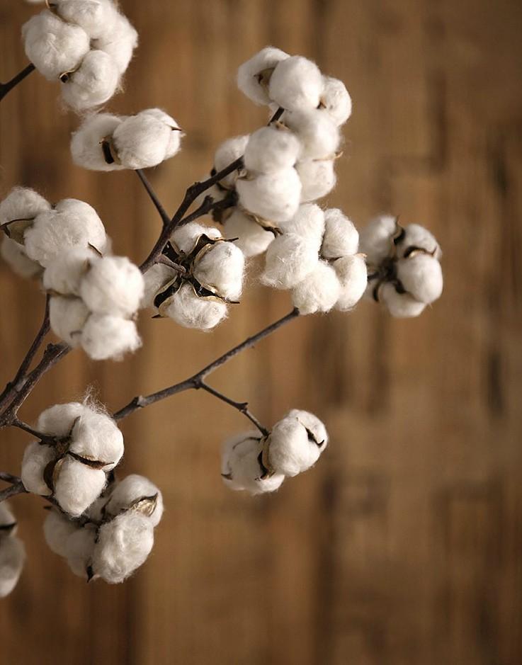 Dried Cotton Stalks, Cotton Stalks, Dried Decor, Natural Decorations,