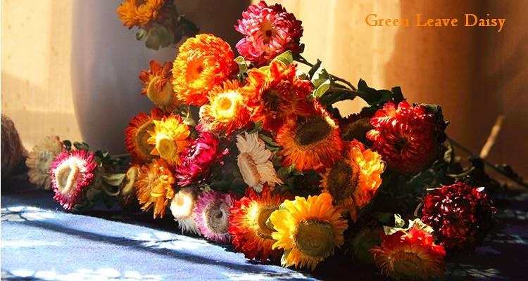 A Bunch Dried Daisy Flowers, Natural Dried Flower Arrangements